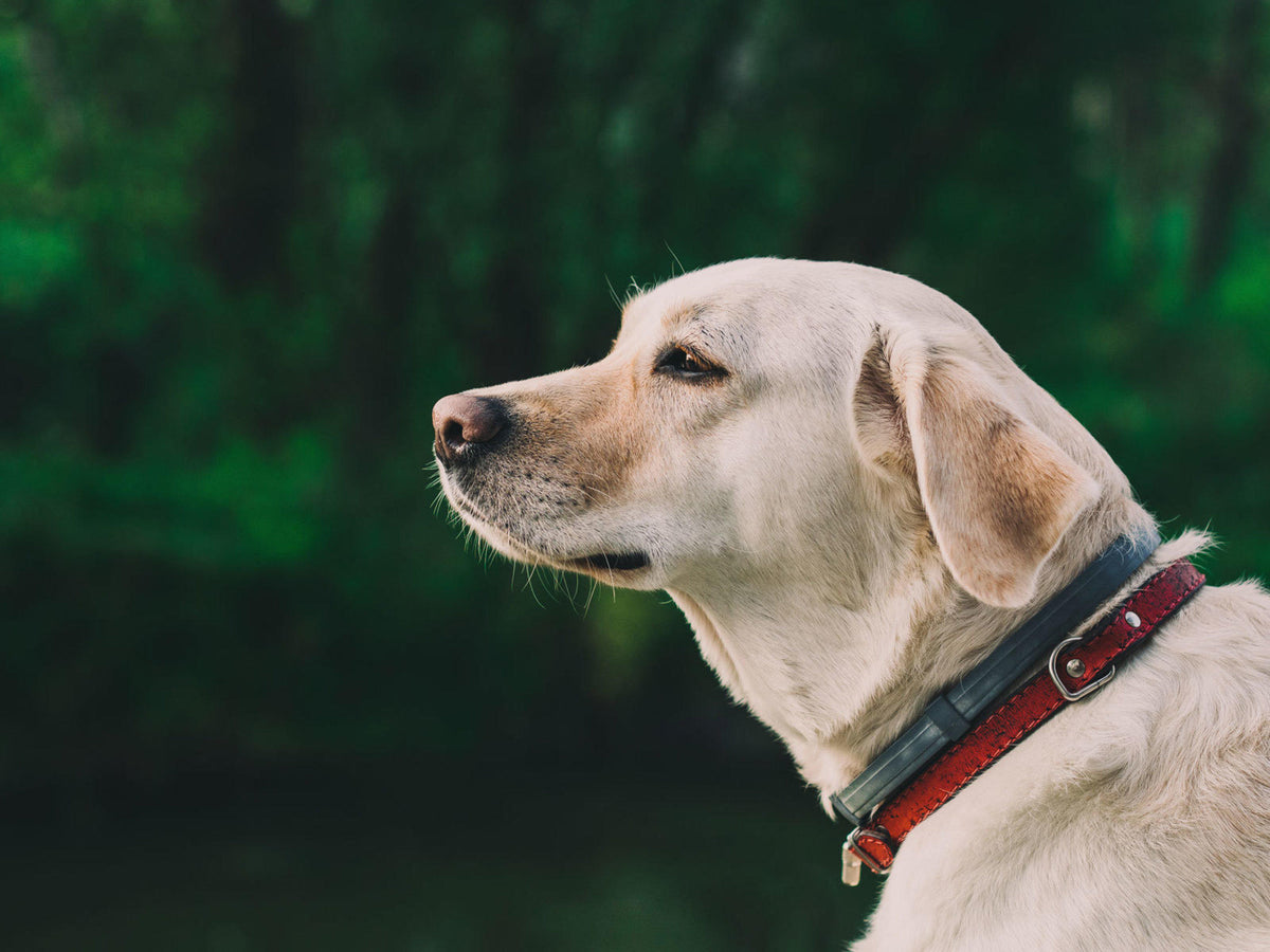 Adjustable Pet Collar for Dogs Cats,Soft Comfort Protective Neck Ring,Durable Outdoor Pet Supplies for Small Medium Large Pets