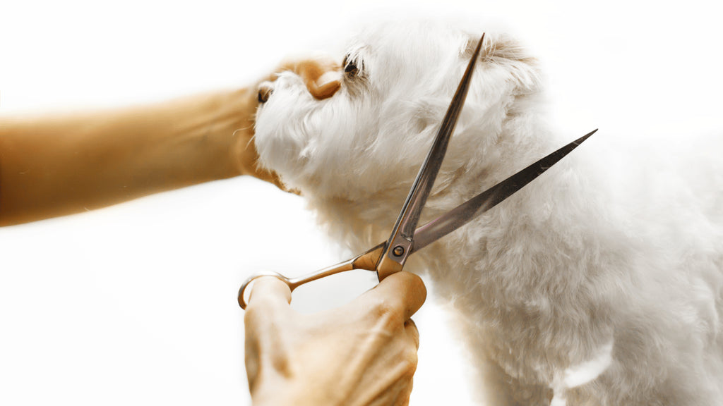 4 Styles Safety Pet Grooming Scissors Round Head Professional Stainless Steel Dog Hair Scissors Portable Pets Animal Cutting