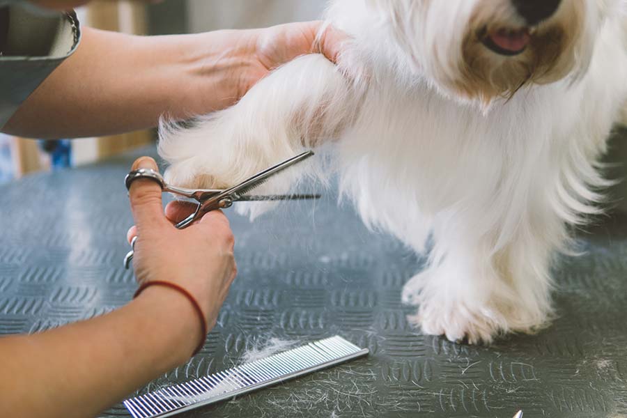 4 Styles Safety Pet Grooming Scissors Round Head Professional Stainless Steel Dog Hair Scissors Portable Pets Animal Cutting